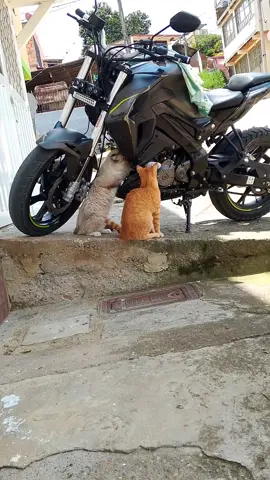 🧡🤍