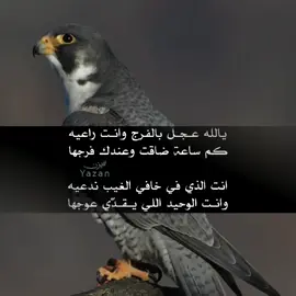 #يَزن #مهيب #اللهم_صلي_على_نبينا_محمد #محمود_الجبلي #شعر #قصيد #ابيات #قصيد #ما #اكس #foryoupage #viral #foryou #explore #fypシ゚viral🖤tiktok #fyp 