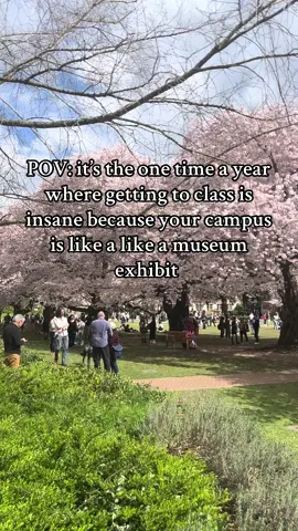 And to think that THIS is considered not busy is crazy 😭 #cherryblossom #uw #universityofwashington #spring 