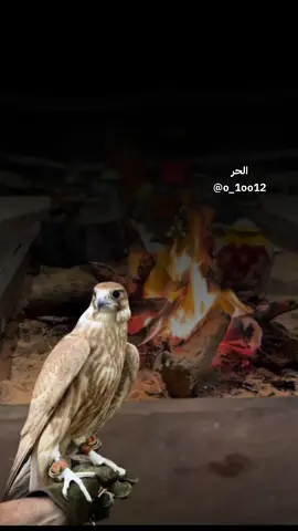 #أكسبلور_شعر_حكم_خواطر 