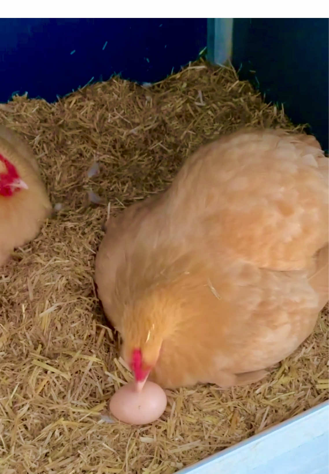 Part 2 | Brooder Coop! she's going to be a momma soon back? 😘😁♥️ She will sit on a pile of eggs, “growl”!! #naturalfarms09 #favorite #backyardchickens #fypシ #adorable #broody  #newvideo #farmlife #harvasted #eggs #bornew #chicks #fypageシ♡ #goviral #cutepets #pet_lovers♡ 