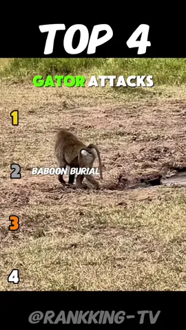 Top 4 GATOR ATTACKS 😱 #animals #nature 