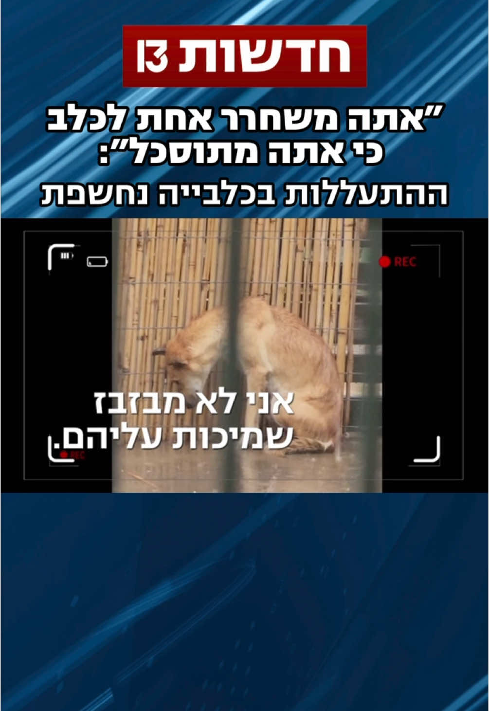 אנשי תנו לחיות לחיות קיבלו בשנים האחרונות תלונות רבות על אלימות והזנחה לכאורה בכלביית אשכול נגב מערבי שבשדרות, אליה הגיעו כלבים רבים במהלך המלחמה שחצו את הגדר מעזה. בשל כך, הם הפעילו 