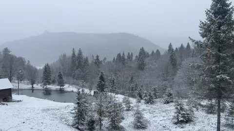 #fyp #vibe #spring #nature #real #backgroundvideo #forest 