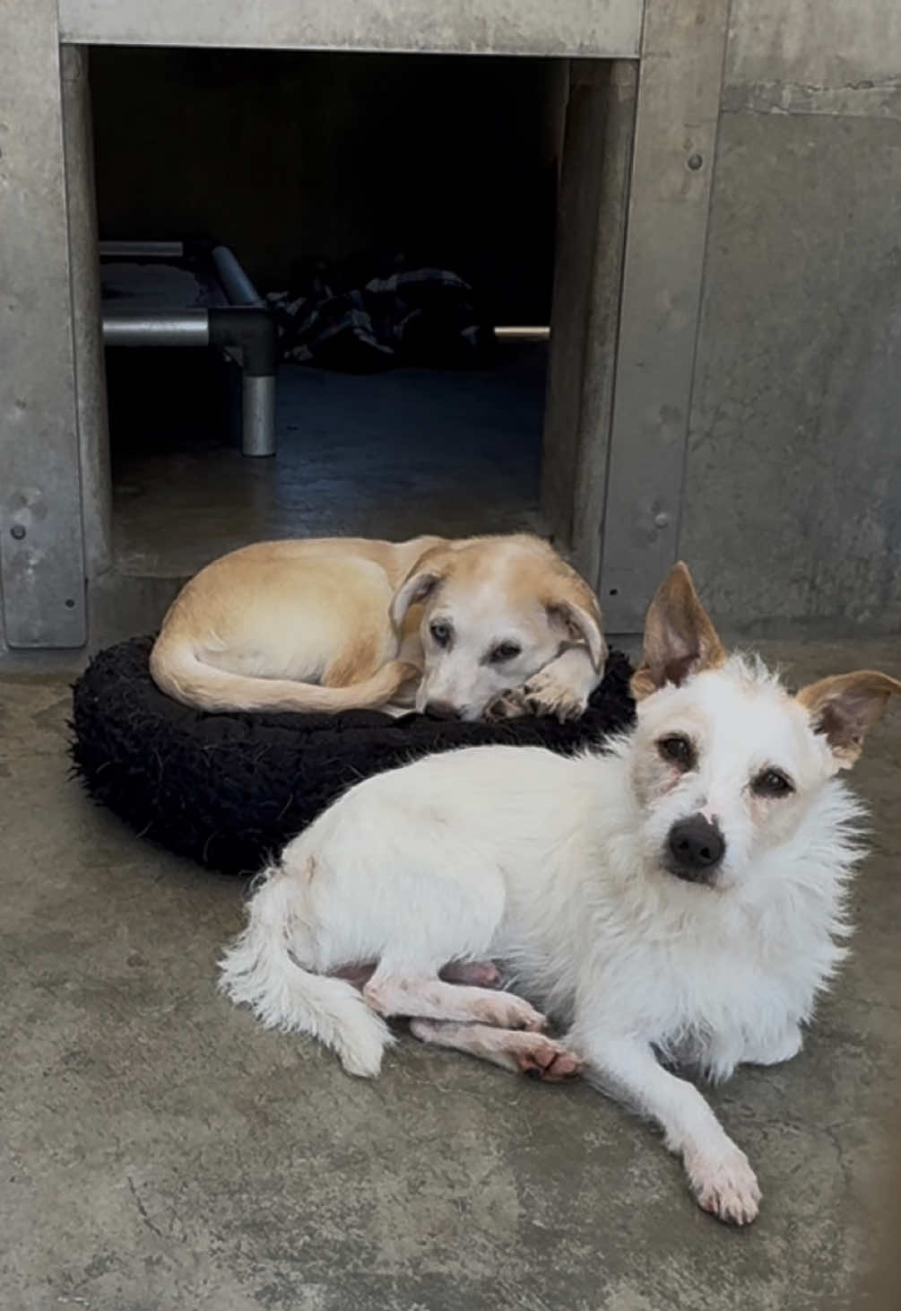 An unlikely pair, just waiting for their turn!!!! 😰🥺♥️ ❤️‍🩹 TERRIER BERNIE A2188554 ❤️‍🩹 PUPPY SUNNY  A2189828 📍South LA Animal Shelter  1850 W 60th St Los Angeles, CA  90047 United States  #fyp #foryou #foryoupageofficiall #dogs #dogs #dogsoftiktok #dogtok #rescue #rescuedogs #adopt #adoptadog #adoptdontshop #shelterdogs #shelter #foryoupage #fypofficial #doglover #doggo #dogmom #fypシ #puppy #puppies #puppytok #puppiesoftiktok#puppiesoftiktok