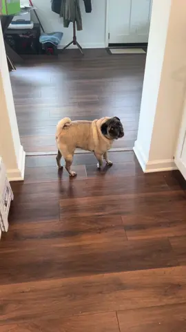 sunday funday, i guess 🫠 #pug #why #fyp #sunday 