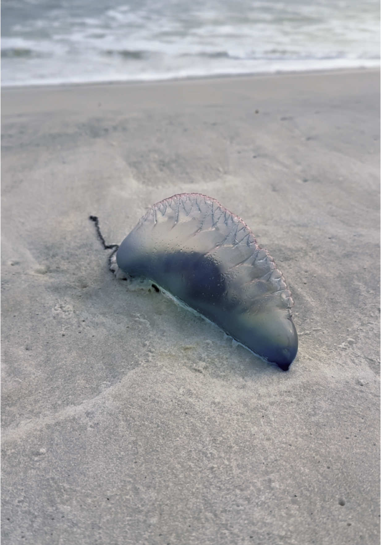 I love seeing these strange but beautiful sea creatures wash up. You don’t want to experience their sting though! I know first hand from being stung as a child. Ouch! ⚡️  Did you know that Portuguese Man O’ War aren’t a species of jellyfish? 🪼  They are actually a colony of specialized organisms with venom filled tentacles that can still sting when dead or detached! ☠️  Take pictures but don’t touch! 🫶🏼 #seacreatures #oceanlife #sealife #marinelife #portugesemanowar #manowar #beachvibes #beachlife #floridacheck #floridabeaches #beachfinds #beachgirl 