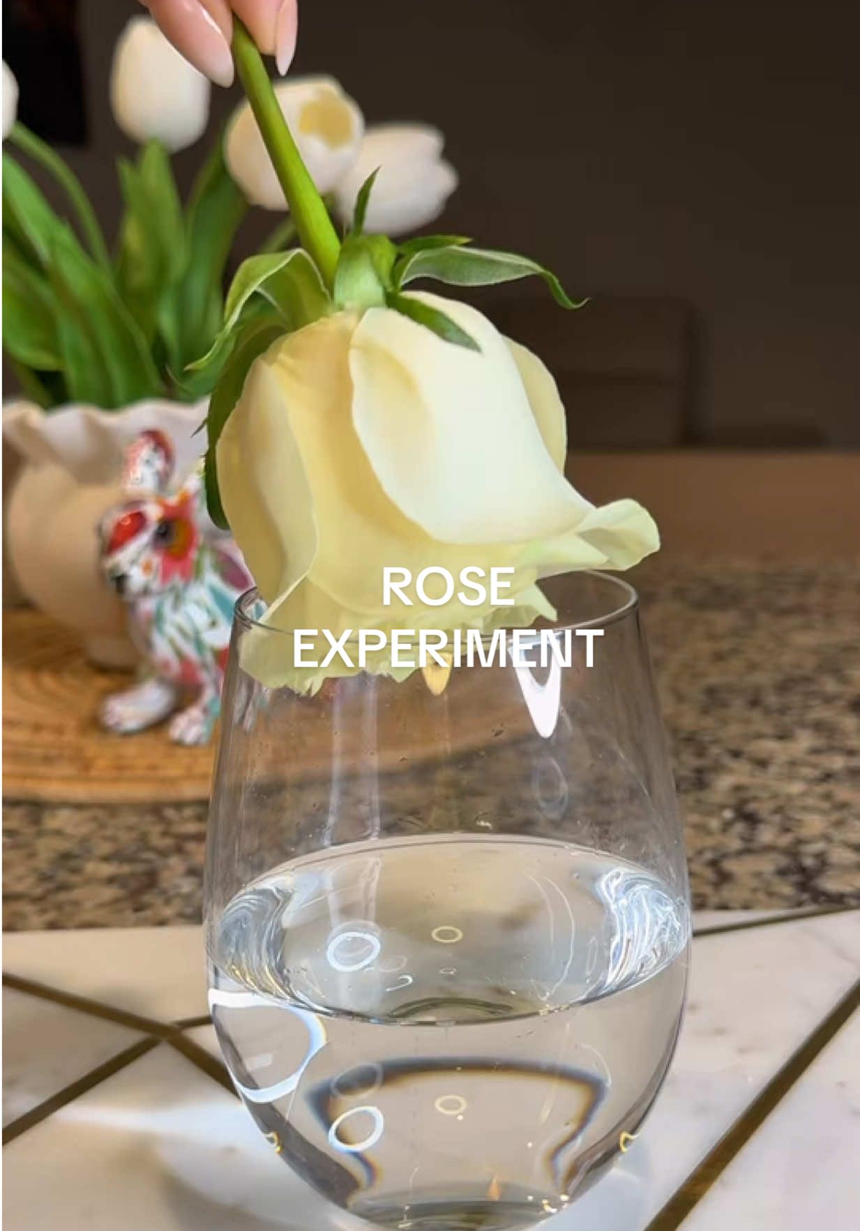 What happens when you soak a flower in a strange drink overnight? I dipped a white rose in tonic water and let it sit… Then came the UV light — and something magical happened. Follow for more interesting ❤️ #glowingrose #tonicwaterhack #LifeHack #diyproject #roses #fyp #viralvideo #watchtillend 