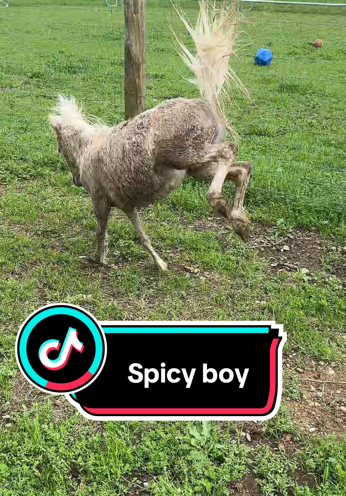 Baths make him SPICY #horse #horsetok #minihorse #farm #farmlife 