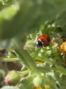 Did you also think ladybugs eat flowers? When I was a kid, I used to gently place flowers next to them thinking they love nectar... But guess what? The beautiful red ladybug with seven black spots scientifically known as Coccinella septempunctata is actually a fierce little hunter! Her favorite (and only) meal Another insect… the aphid! More about that sneaky pest in the next post #ladybug #insects 