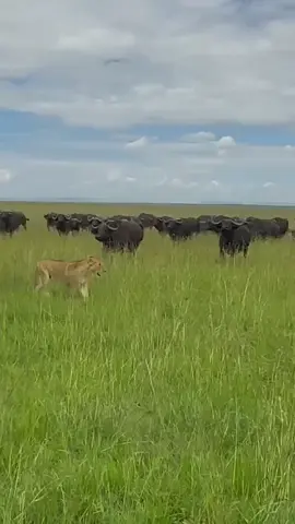 Buffalo Herd Confronts Lions in a Dramatic Grassland Standoff #WildlifeEncounter #LionsVsBuffalo #SavannahDrama #AnimalKingdom #NatureShowdown 