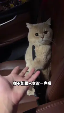 小猫：说啥呢，听球不懂