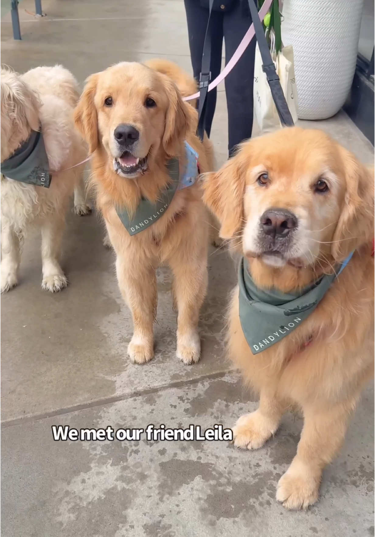 We had so much fun yesterday at the @Dandylion pop up at @STACKT in Toronto ❤️ #goldenretrievers #torontodogs 