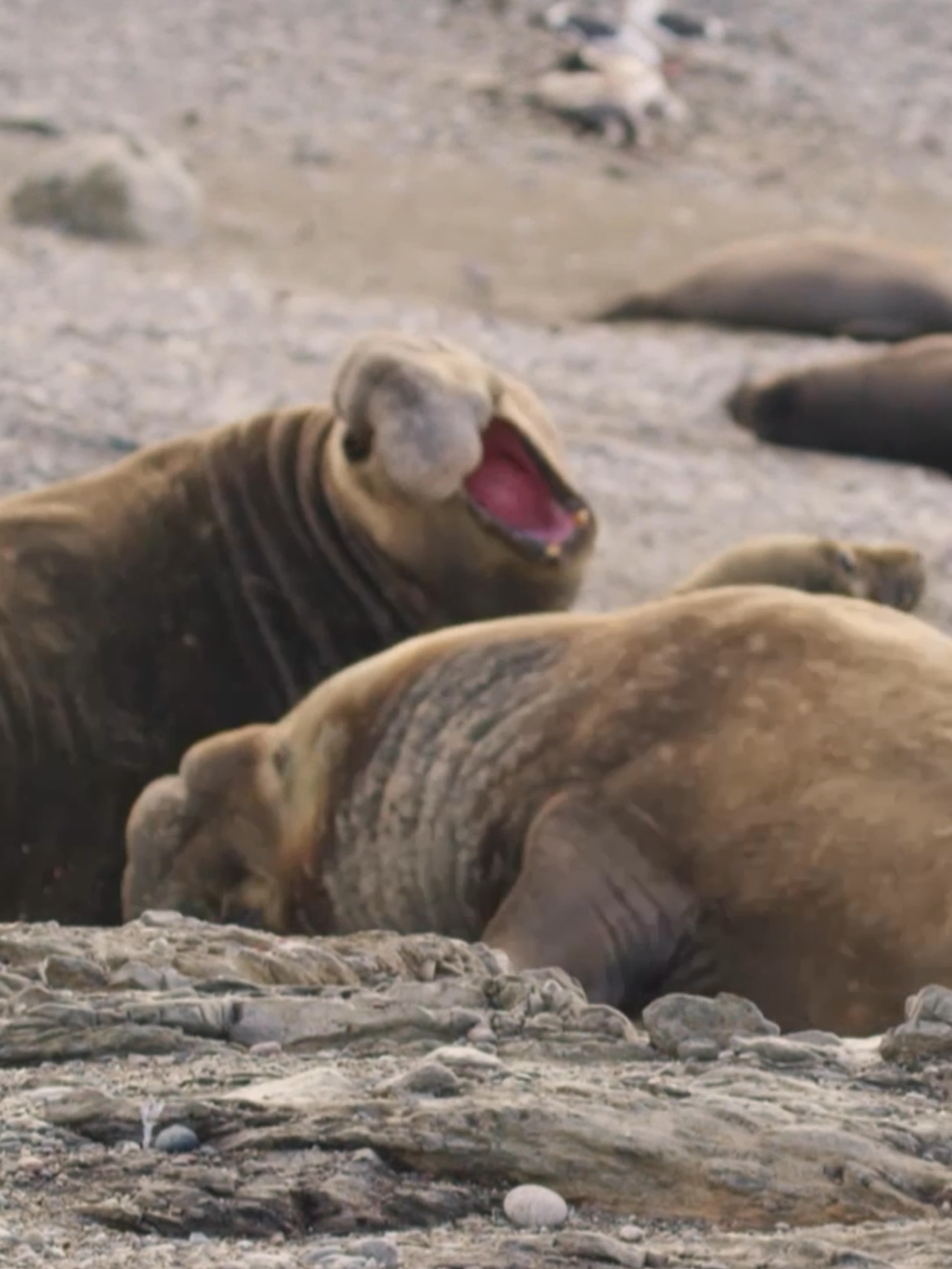 Elephant seals are highly territorial and during the breeding season males regularly clash heads to assert their dominance. 🎥  Migrating To Mexico
