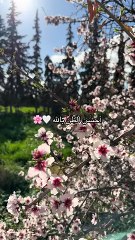 أحسن الظن بالله 🤍🌸🕊️