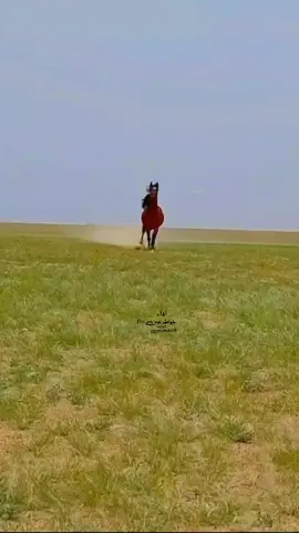 يقول الشاعر رشيدالزلامي#لاتحسب_الارزاق_تاتي_بحيله #الرزق #فانزخواطرعين #خيل_وخياله🐎 #شعروقصايد #خواطر_عين #اكسبلور #شعر #شعراء_وذواقين_الشعر_الشعبي #شعر_نبطي #تصميم_فيديوهات🎶🎤🎬 #ابوالمزن#السعودية #سوريا 