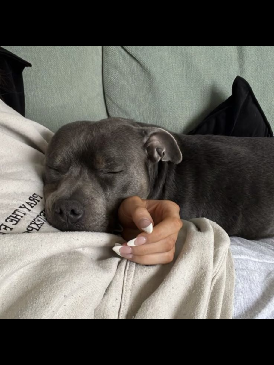 -Just a girl and her pitbull./##viral #fyp #parati #perro #pitbull #girls #dogs 