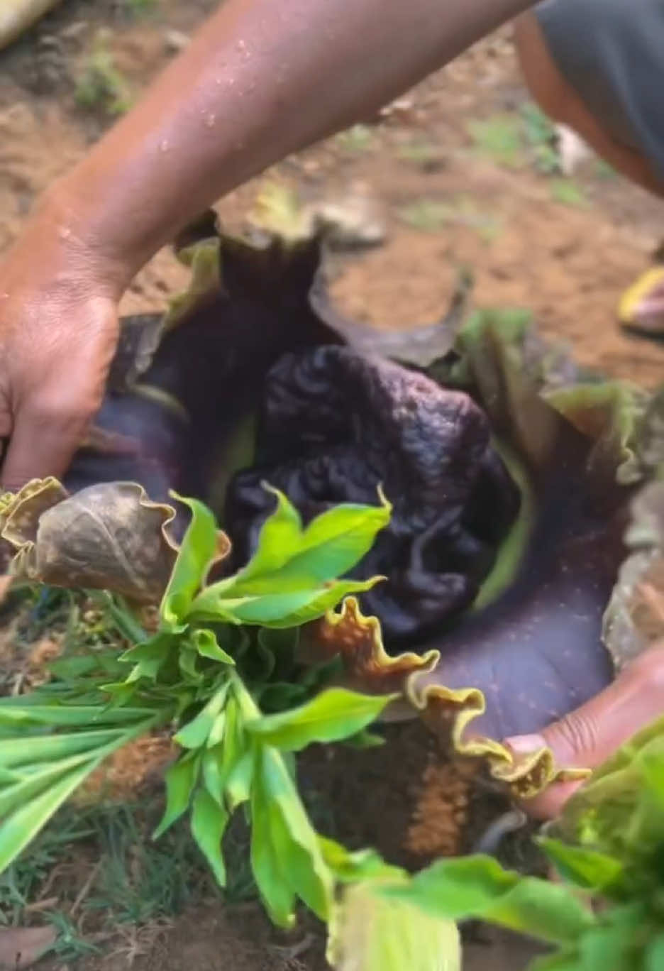 Masak bunga suweg #makwatiah #ndeso