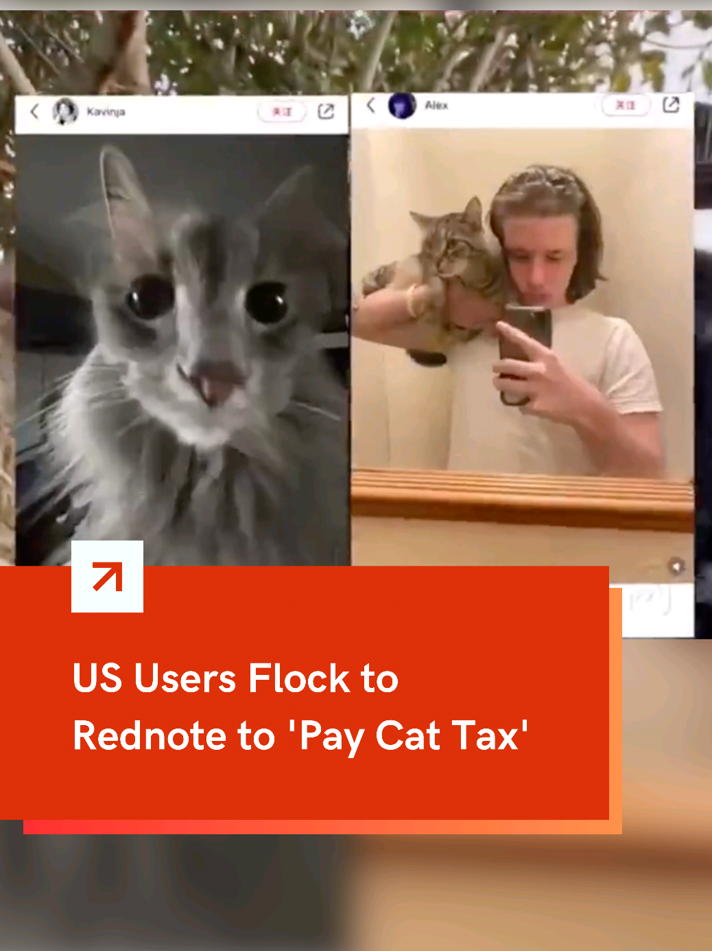 #US users are trying out #Rednote to 'pay cat tax' and share adorable #cat pics, connecting with #Chinese netizens! 🐱 #China #tariff 
