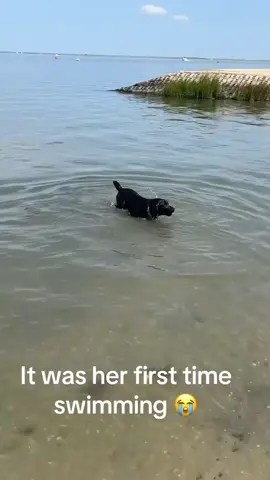This pup’s first swim 🥹 #pets #aura #puppylife #swimming #dog (🎥: @Megh🍒❤️ )