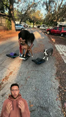 Ele ensinou os seus cachorros a andar de monociclo ! 🐶 #cachorro #animaisnotiktok #curiosidades #monociclo #trotter