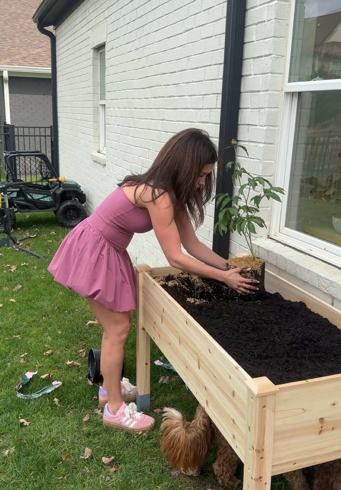 I can’t wait to see these peonies grow🥹🫶🏼💕🌸🌷send me all your planting tips! #raisedgardenbed #gardeningtips  #vegetablegarden #gardenideas #growyourownfood #momoffour