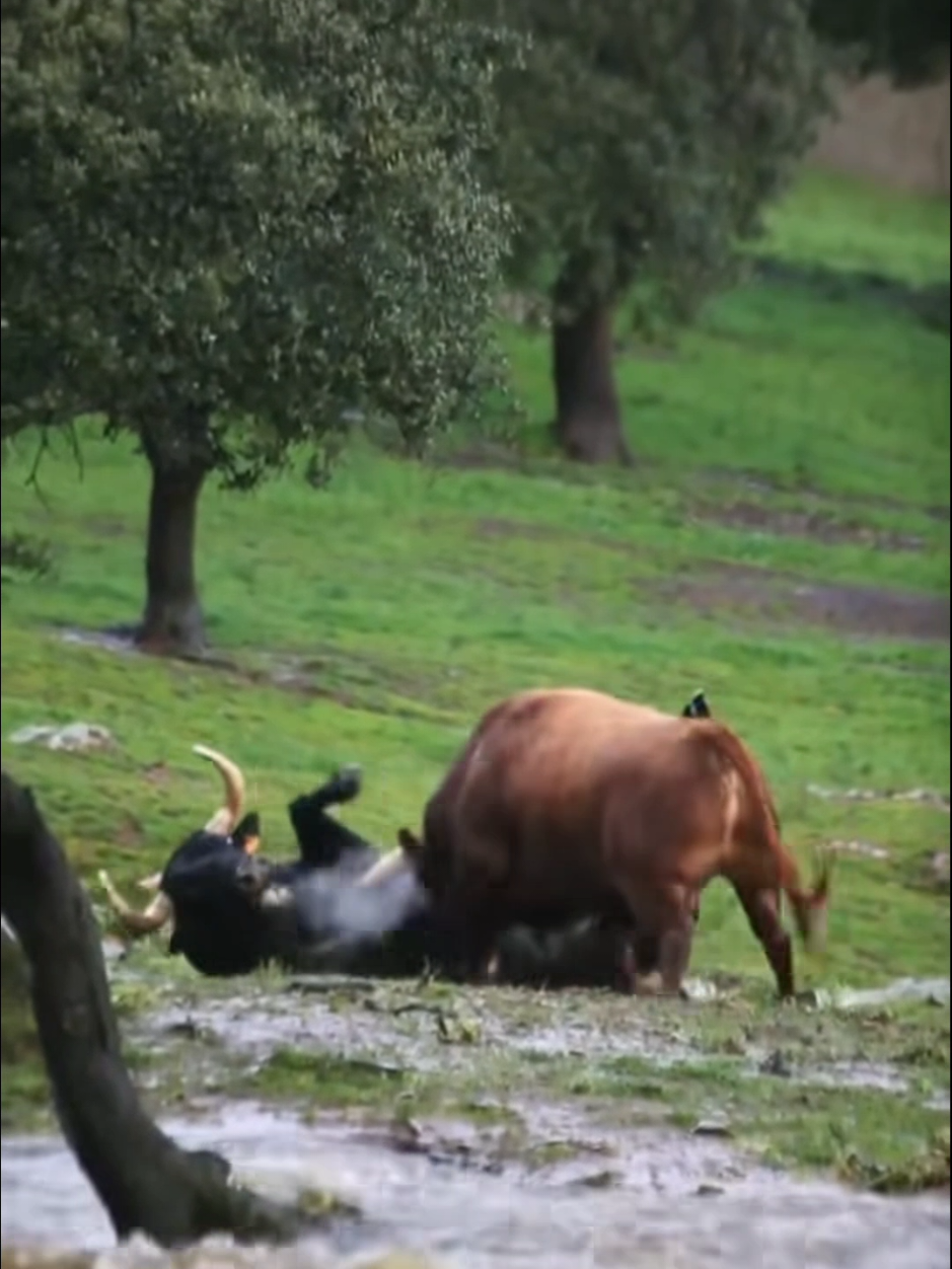 When 2 bulls fight? What would you do? Break it up? If so how? Thoughts? #bull #cow #bullsfighting #bullfight #homestead #farm #farmanimals #angrybull #livestock 