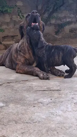 Ainda temos 2 exemplares disponíveis.. #filabrasileiro 