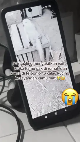 6 kucing mati ber turut turut nyesekkk😭😭 #fyp #kehilangan #kucingkesayanganku #bismillahfyp 