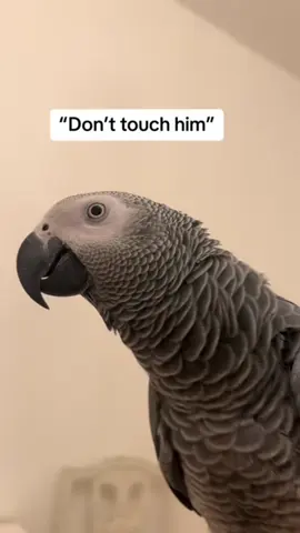 #onthisday one of my favourite videos of him #fyp #africangrey #bird #birds #parrot #talkingparrot #talkingbird #funy #viral 