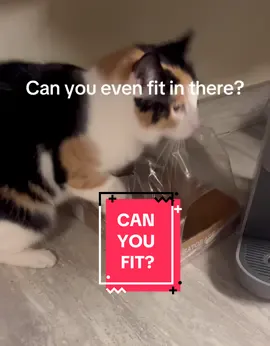 #catsoftiktok #catvideo #cats #sif #cute #smart 