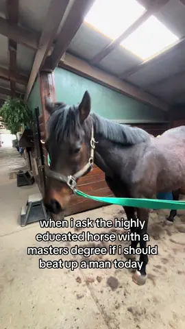 before the upset men say “well if this was the other way around” your comment is getting deleted for not being funny #horses #horse 