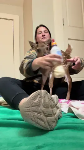 Blossom loves her bottle 🌸 . . . #farm #foryou #foryoupage #blossom #farmgirl #fypシ #bottlefeeding #blossomthefawn 