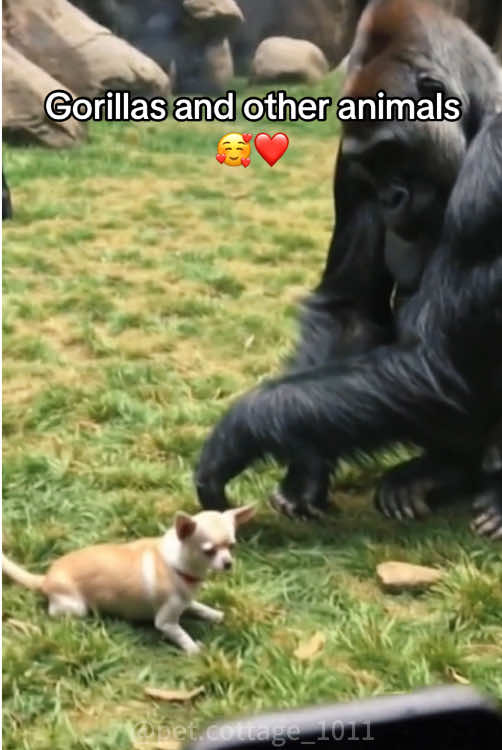 Gorillas are very gentle animals.#gorilla #cute #gorillas #gentle #silverback #fpy #foryou #animals #zoo #🥰🥰🥰 
