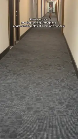 She’s diabolical for this #fyp #bostonterrier #bostonterriersoftiktok #foryoupage 