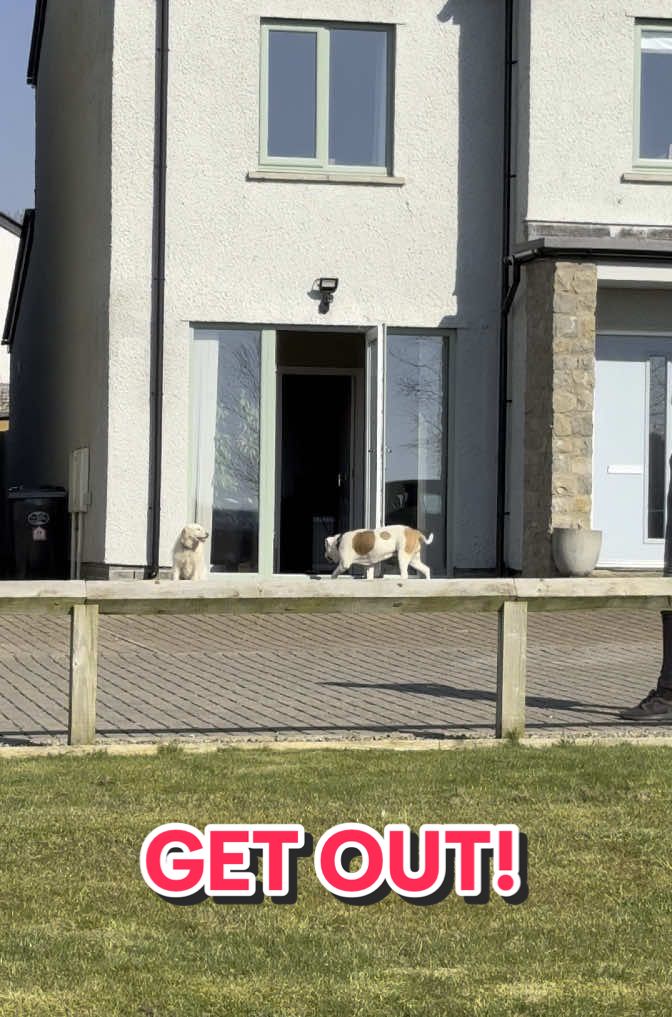 Can you get your dog out of my house please! 😱🏠🐶🇺🇸🇬🇧 #fyp #getout #dog #americanbulldog #dogsoftiktok #funnydog #elsalioncub 