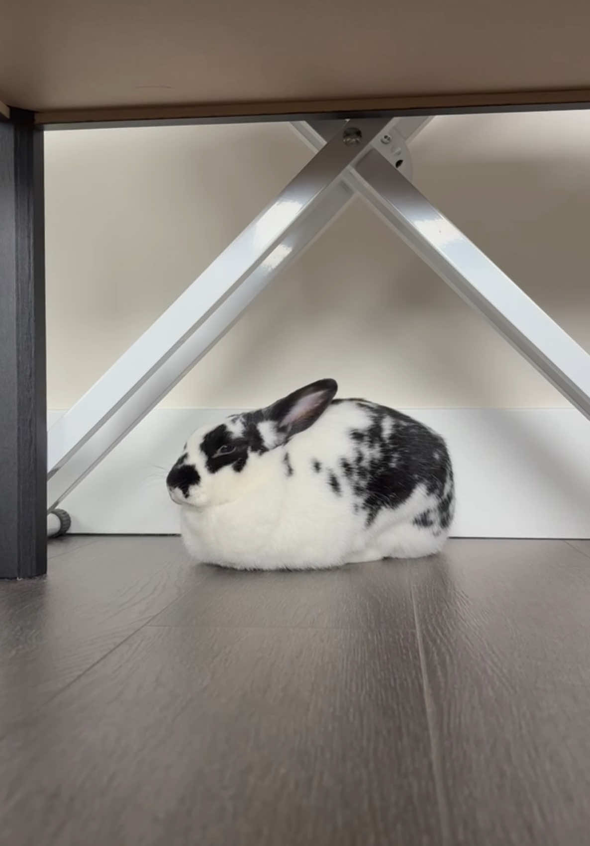 Sunday loaf activated 🍞💤 #fyp #rabbitsoftiktok #bunny #rabbits #minirex #minirexrabbit 