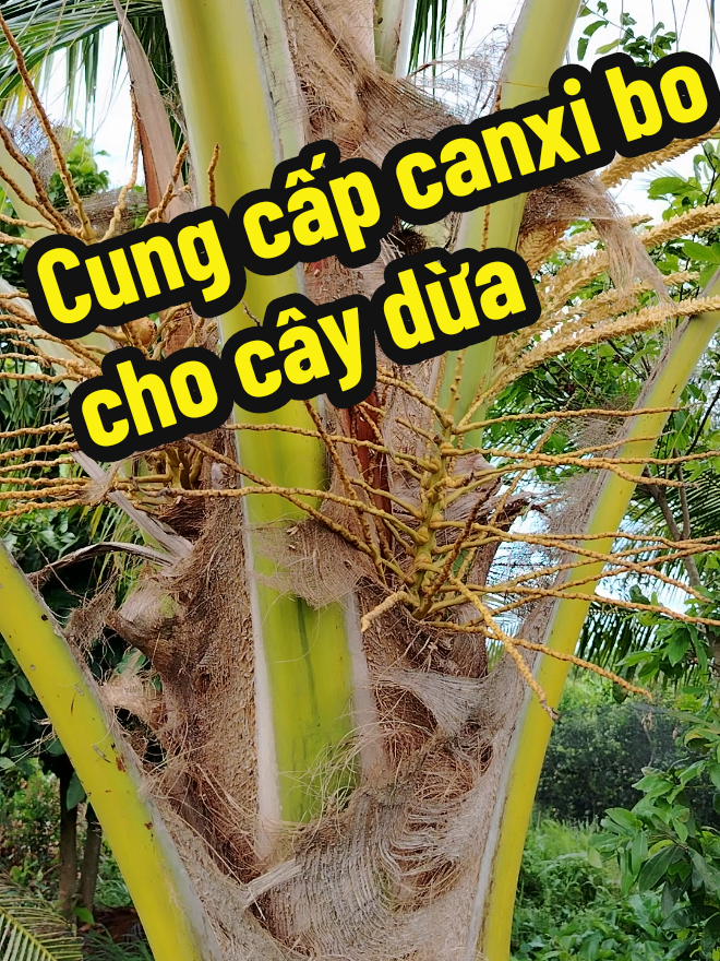 Can xi bo chống rụng trái dừa non #xuhuong2025 