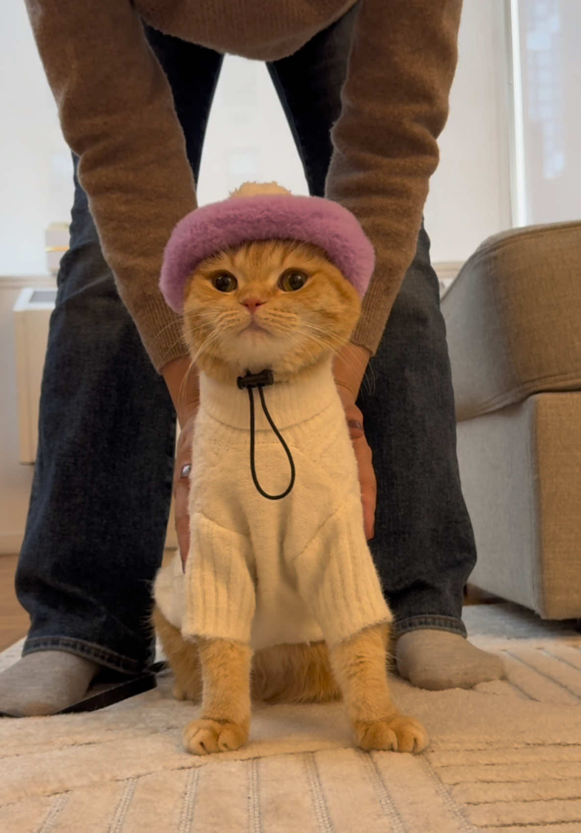 New York still feels like winter. Please send Sponge Cake some spring vibes #catsoftiktok #cats #cat #catlover #catclothes #cattok #PetsOfTikTok #beret