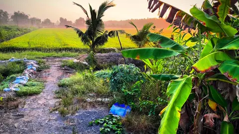 Ngọt ngào mùi mạ non lúa thơm trên đồng #chill #binhyen #tamtrang #63tiengiang #binhminh #xu #lofi 