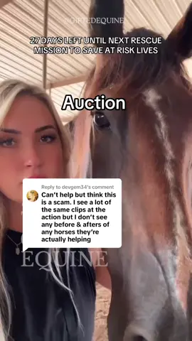 Replying to @devgem34  The Gifted Equine is a 501c3 nonprofit equine rescue. We focus on rescuing and rehabilitating equine in need. We show the day to day on our ‘gram of each and every horse we have in our care. We provide frequent updates to keep everyone in the loop. This platform we use primarily to spread awareness about what is happening to equine and try our best to raise the very necessary funding needed to keep doing what we do.  We have a goal to raise 50,000 dollars in preparation for us going on our next rescue mission.  We have 27 days to do the impossible.  This funding will help rescue horses from the circuit the first weekend in May. The funding is life changing for the ones we can help. It ALSO helps us build out several more pastures so we can take in more. We are always limited by TWO things: Funding and Space. We are trying to generate more of each so we can responsibly save more lives.  If it’s in your budget to donate, it’s so appreciated. It helps us be able to pull equines out of this cycle of neglect and provide rehabilitation and continue to expand our space a little at a time.  WHY? ⬇️ Horses, donkeys and mules (and even zebras sometimes) get sold into the auction circuit when they are no longer wanted. These can be ex-racehorses, ex-rodeo horses, brood mares, carriage horses, commercial trail ride horses, pasture pets, ex-Amish work horses or buggy horses, etc. Traders flip these horses for profit (like used cars) and sometimes will sell by the pound to sl*ughterhouses across the borders. Donkeys’ skin is sought after to make a traditional Chinese tea called ejiao, byproducts put in things like dog food or treats. Many European countries consume horse meat as well as Japan and Korea. It’s a dark and seedy, sad industry with no accountability, a lot of abuse, neglect and inhumane practices. 