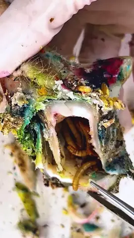 Unbelievable Toenail Fix in the USA! 🇺🇸 #USA #AmericanToenail #ToenailCare #SatisfyingNail #NailFixUSA #AmericanHealth #USAToenailCare #MadeInUSA #TrendingInUSA Disclaimer: These videos are sourced from other platforms, Video Credit to Vietnamese group. They feature artificial toenails for educational and monetization purposes.