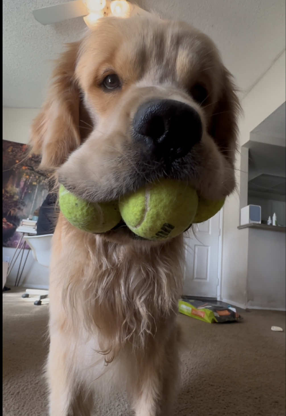 #dog #dogsoftiktok #goldenretriever 
