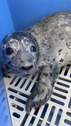 Seal pups never run out of things to chat about!  What do you think he’s saying?  #marinemammalrescue #sealpup #cutebabyanimals #rescuerehabrelease 