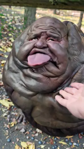 So lazy  #animals #pets #PetsOfTikTok #fyp #weird #strange #uncanny 