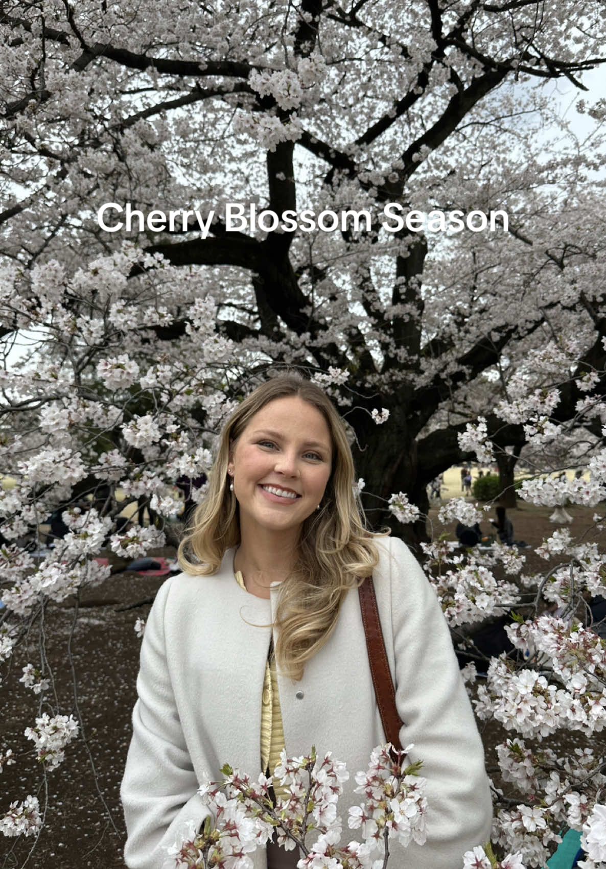 🍒🌸 report: full bloom on 4/6 at Shinjuku Gyoen National garden #cherryblossom #tokyo #cherryblossoms #japantiktok #japanlife 