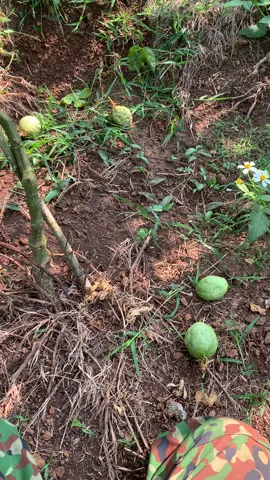 Chanh leo rụng non đầy gốc ăn tạm vậy 😀 #ilovetiktok 