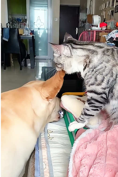 Cats and dogs are good friends?😂😂😂#fyp #fypシ #cat #dog #funnycat #funnydog #funnyvideo #foryou #foryoupage #haha 