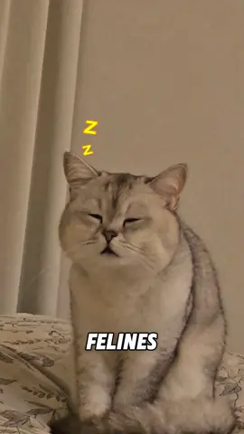 “Why do cats wiggle their buttocks?”#fyp #foryou #cute #tiktok #animals #tiktok #viral 