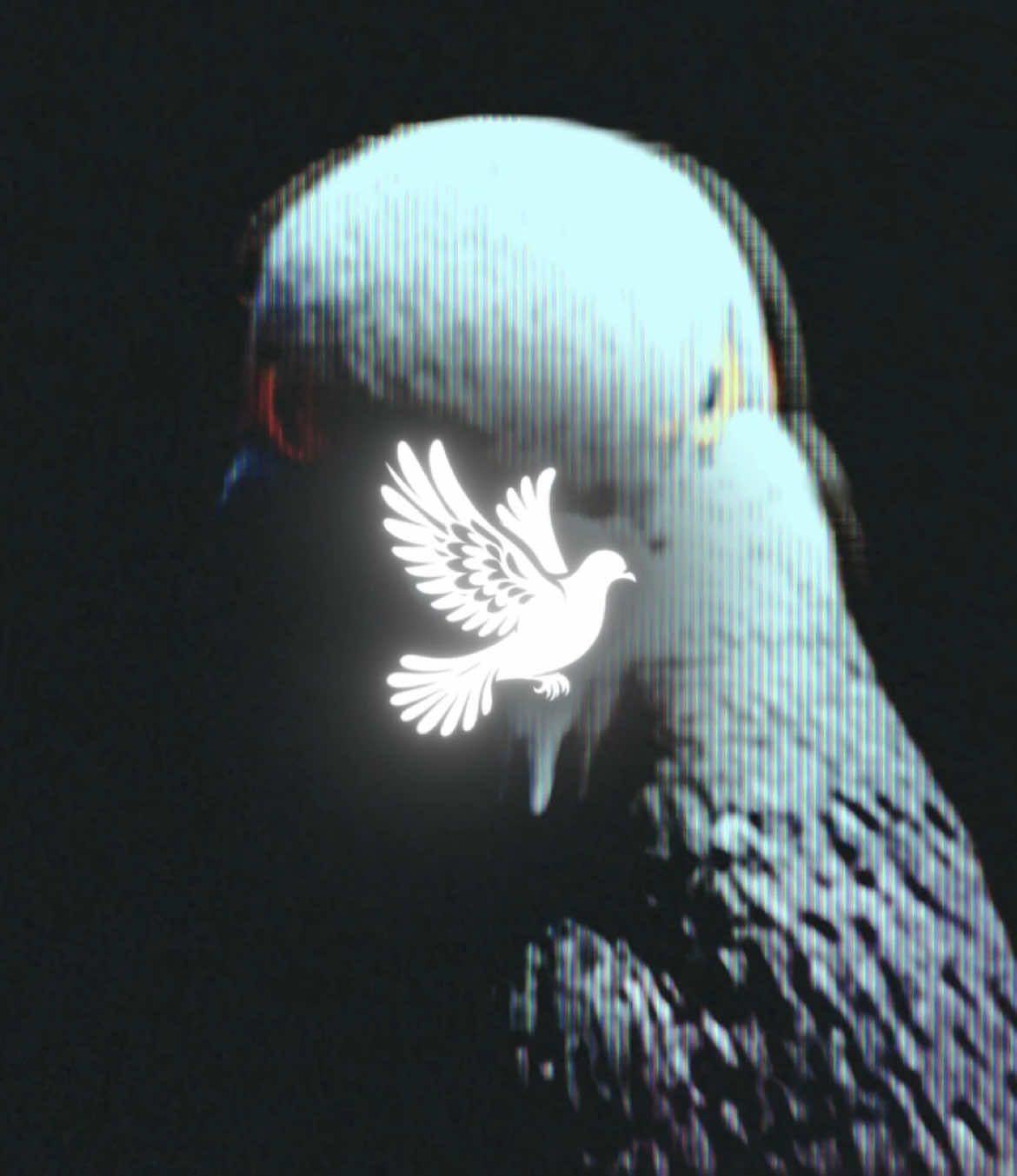 Quick filler was bored ngl // #pigeon #edit #dogs 